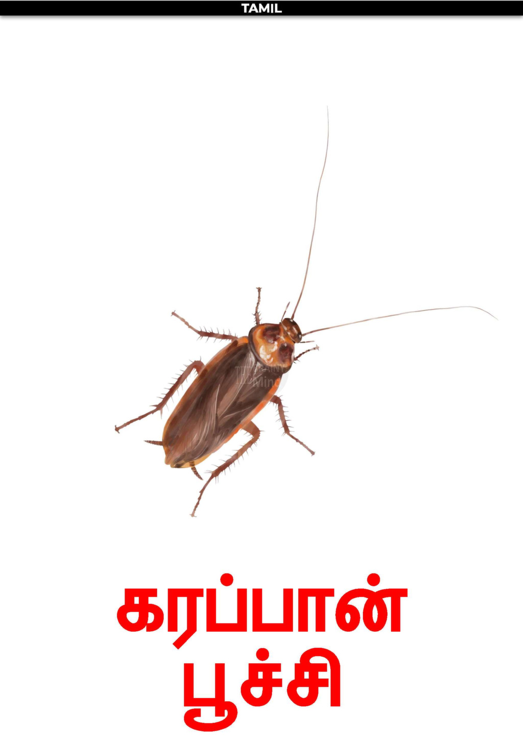 2-Tamil Insects - The Brainy Mind